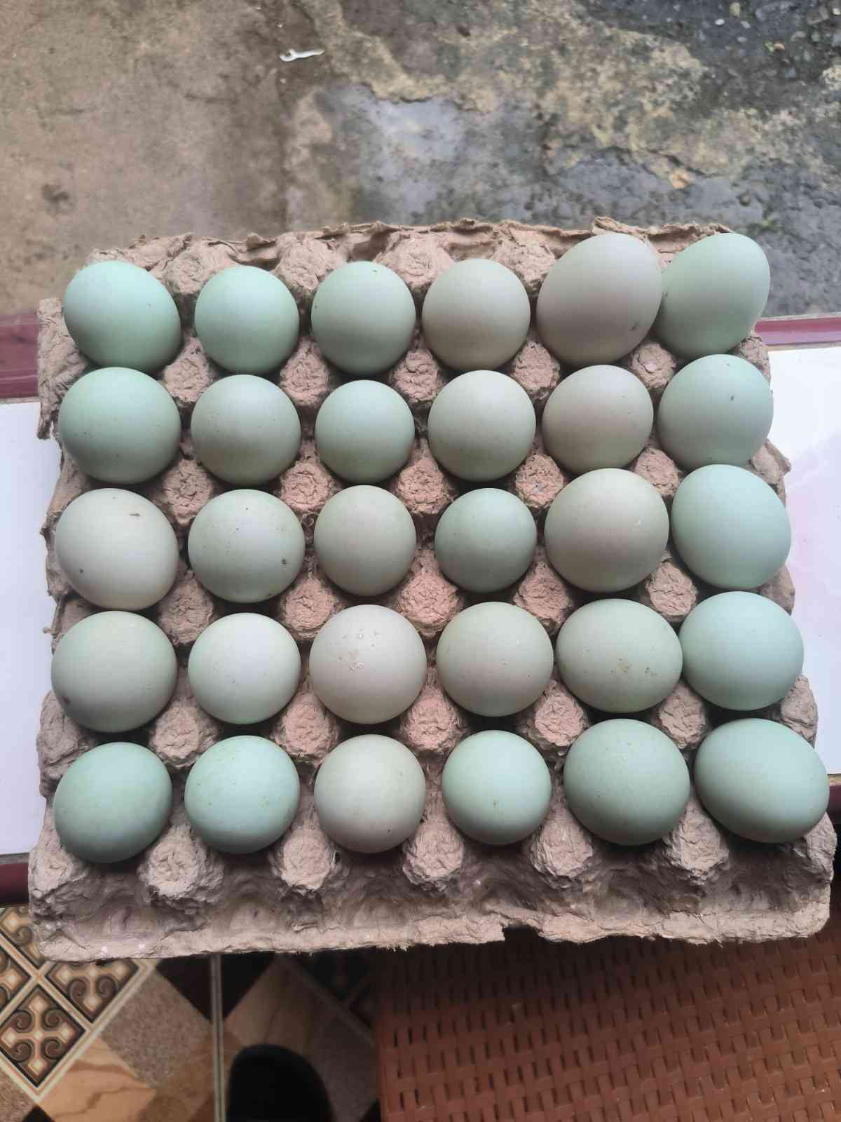 TELUR BEBEK