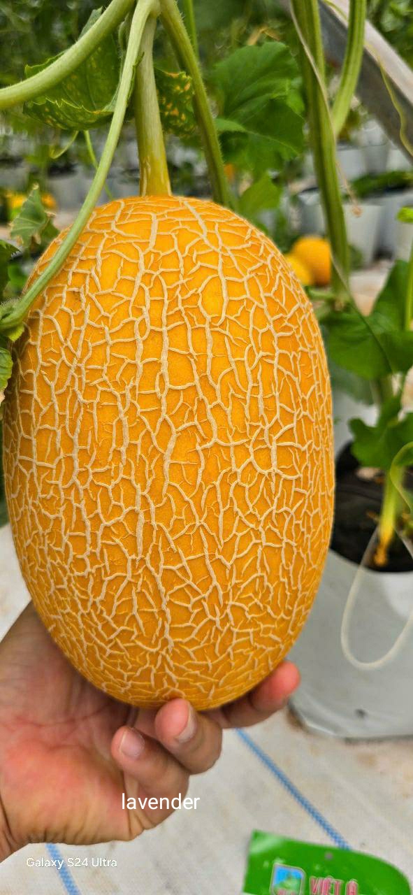 Fresh Melon