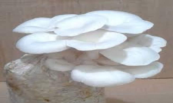 Jamur Tiram Putih